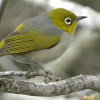 Capricorn Silvereye